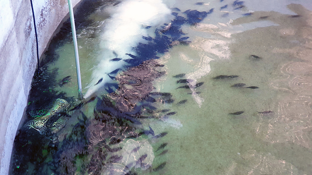 Solar Power and Aquaculture in Pingtung, Taiwan